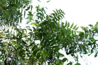 neem-l-arbre-ayurvedique-qui-guerit-tous-les-maux