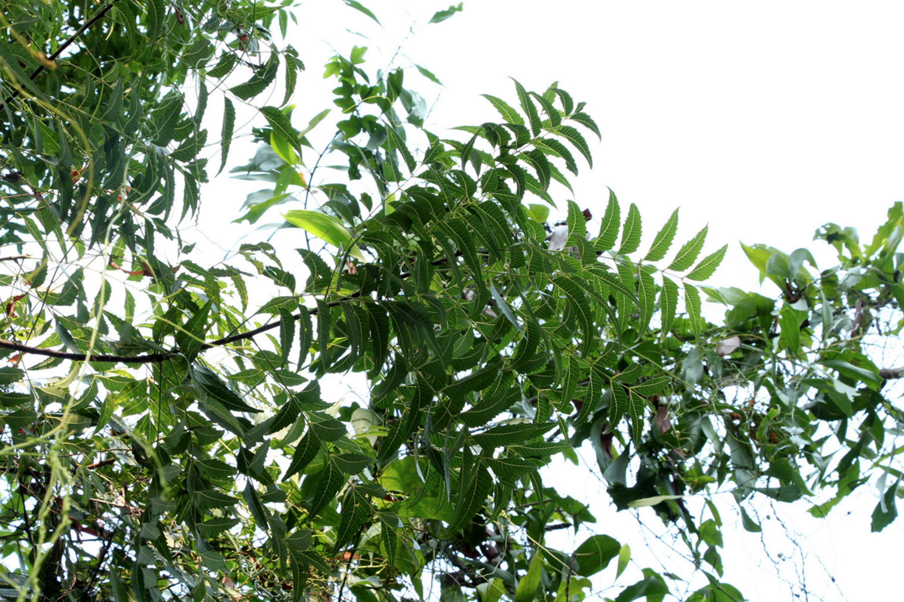 neem-l-arbre-ayurvedique-qui-guerit-tous-les-maux