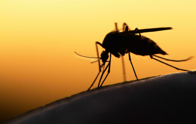Mosquito,On,Human,Skin,At,Sunset